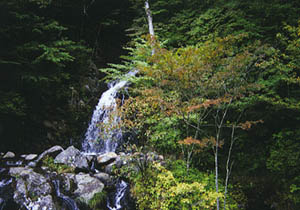 涼しいよん 白滝ですね